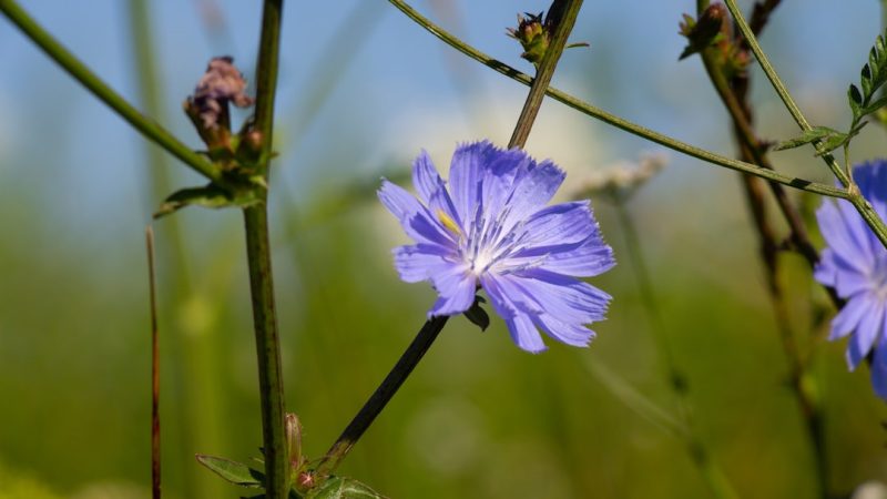 Les plus beaux villages fleuris de France et inspirations déco